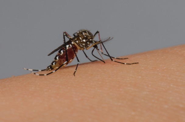 Pag 3   Foto de Aedes aegypti capa